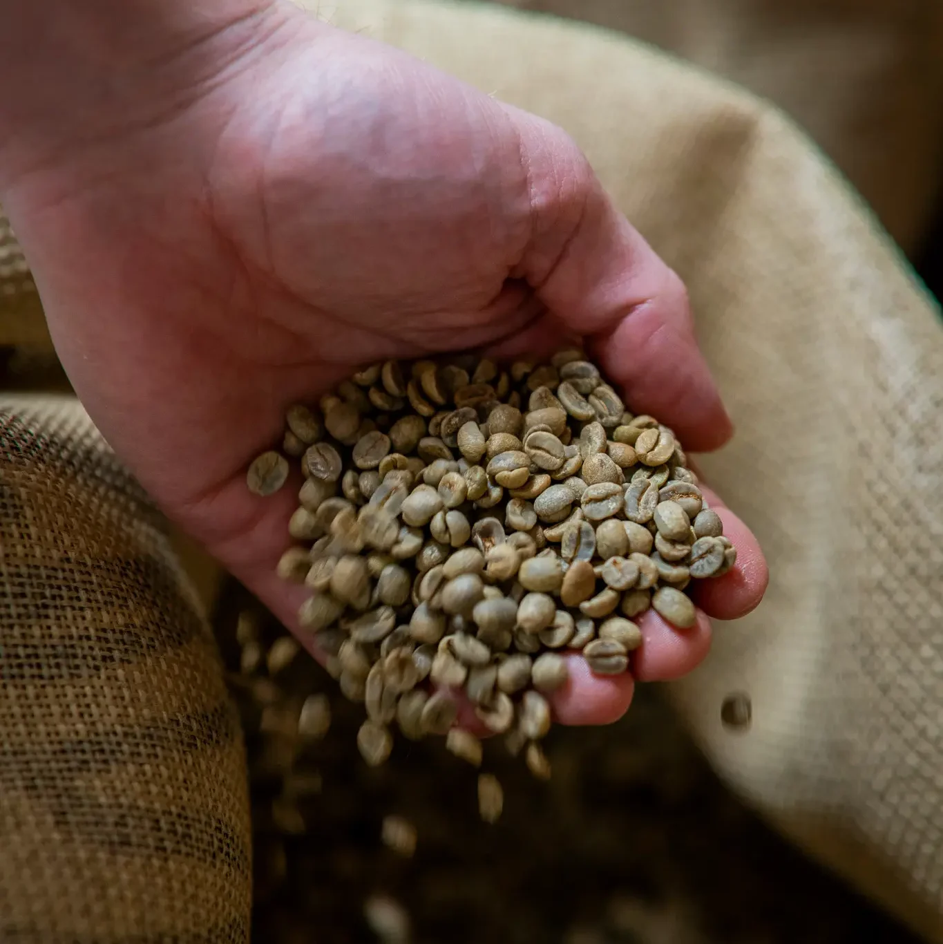 Caffe des Amis - Hinter den Kulissen - Rösterei in Michelstadt - Rohkaffee im Sack